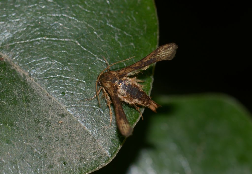 Microsphecia tineiformis ?